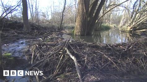 Essex Beaver Flood Defences Stood Up Well In Winter Rain Bbc News