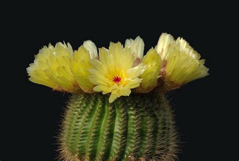 100 Free Cactáceas And Cactus Images Pixabay