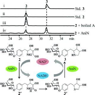 Reconstitution Of Methylation Catalyzed By AniK In Vitro A HPLC