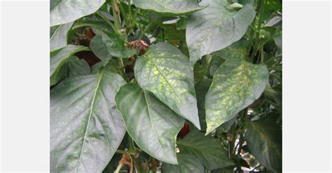 Biological Control Of Spider Mites In Peppers With Phytoseiulus System