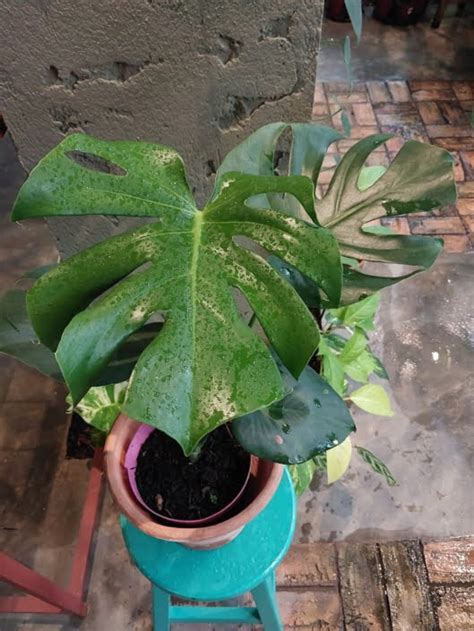 Costela De Ad O Monstera Deliciosa Beleza Tropical E Versatilidade