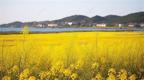 Yellow Flowers In A Field Background, Wolchulsan, Flower Field ...