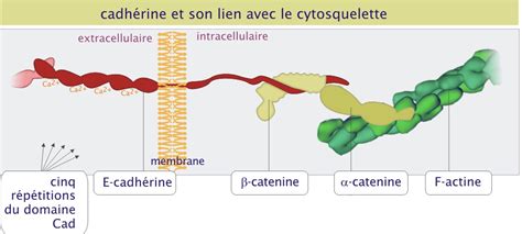 Les Mol Cules D Adh Rence Biologie Cellulaire Le R Le Des