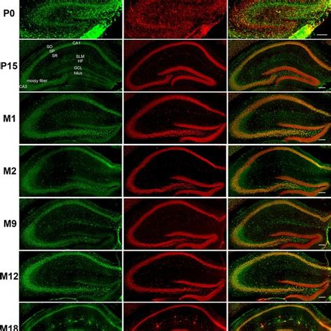 BAG3 And NeuN Immunostaining In The Hippocampus Of C57BL 6 Mice