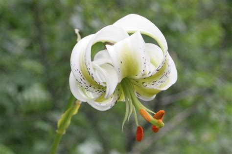 Lilium Ledebourii Alchetron The Free Social Encyclopedia