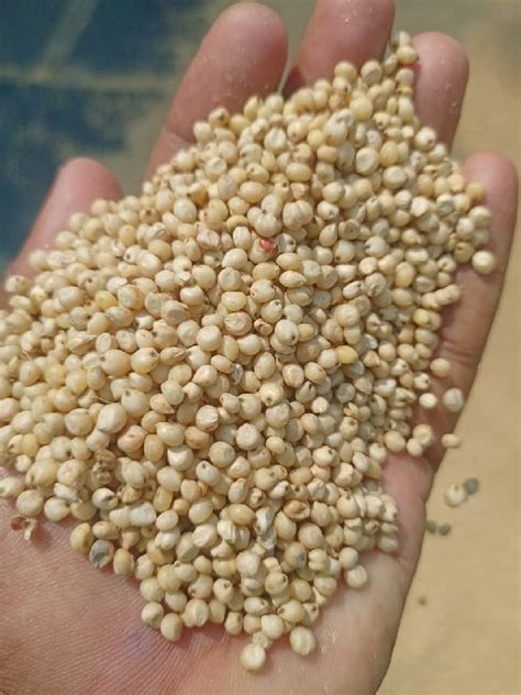 Yellow Sorghum Seeds Manufacturer Exporter Supplier In Nagpur India