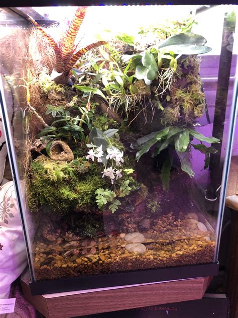 An Orchid Terrarium I Built Last Year Rhouseplants