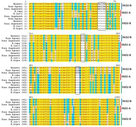 SciELO Brasil Exploration Of Allelic Diversity Reveals A Novel FAD2