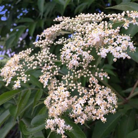 How To Grow Elderberries Organically And Elderflowers Tyrant Farms