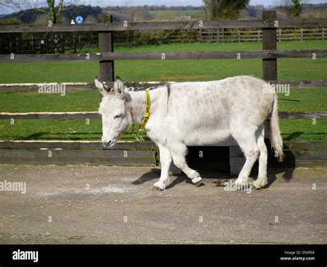 Donkey at a donkey sanctuary Stock Photo - Alamy