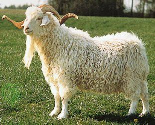 Angora goat | Fiber Production, Cashmere & Mohair | Britannica