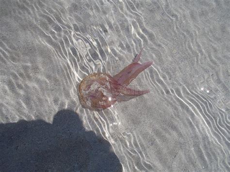 A jellyfish upside down stock image. Image of underwater - 269125655