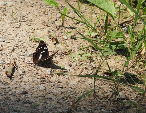 Gro Er Schillerfalter Apatura Iris Purple Emperor Flickr