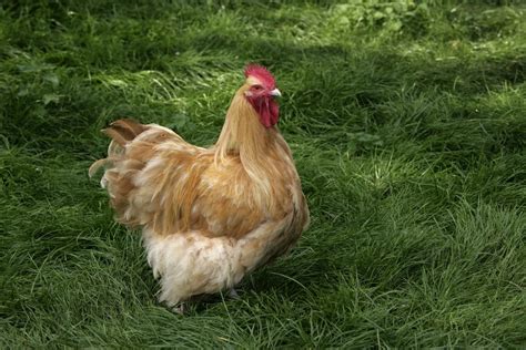 10 Best Chicken Breeds For Laying Eggs Know Your Chickens