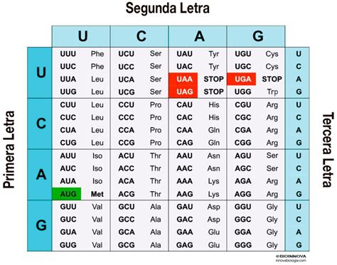 Los Codones En La Traducción Del Adn