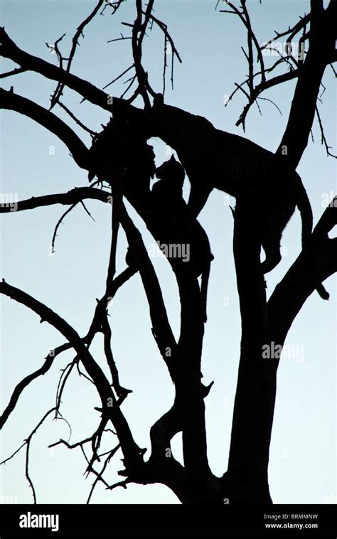 Silhouette leopard tree hi-res stock photography and images - Alamy