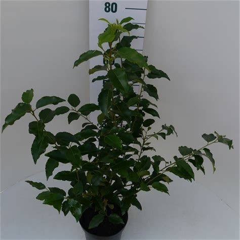 Prunus Lusitanica Prlusitac Floraxchange