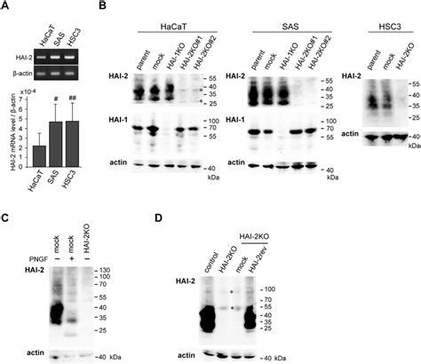 Expression Of Hai 2 Spint2 In Hacat And Oscc Sas And Hsc3 Cell