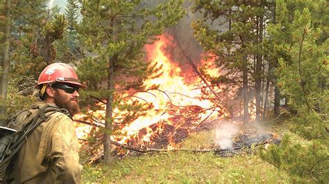 RMEF Partners Team Up For Montana Forest Habitat Project Rocky