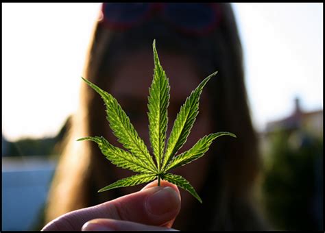 Hempadão Blog Laricas De Informação Sobre Maconha E Cannabis 35