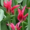 Tulipa Doll S Minuet Buy Plants At Coolplants