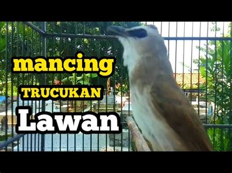 Suara Burung Trucukan Gacor Memanggil Lawan Pancingan Trucuk Agar Nyaut