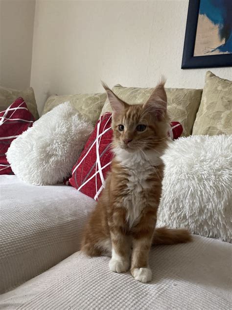 Red Tabby Maine Coon Kater Trebur Rot Maine Coon Deine Tierwelt De