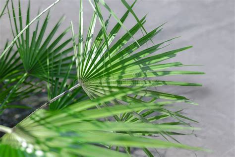 Isolated And Close Up Of Green Palm Branches On A Gray Background Stock