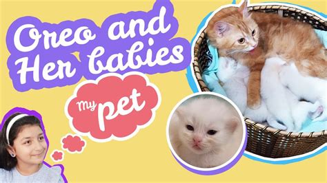 My Pet Cat Oreo And Her Adorable Fur Balls Baby Kittens Persian Doll