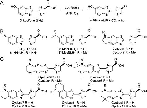 Aminoluciferins Extend Firefly Luciferase Bioluminescence Into The Near