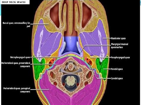 Neck Spaces And Anatomy Dr Anurag Bijpuriya Junior