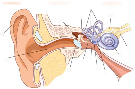 Ear Canal Diagram #2 Diagram | Quizlet