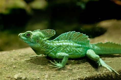 Fotos De Groene Basilisk Imagens De Groene Basilisk Sem Royalties