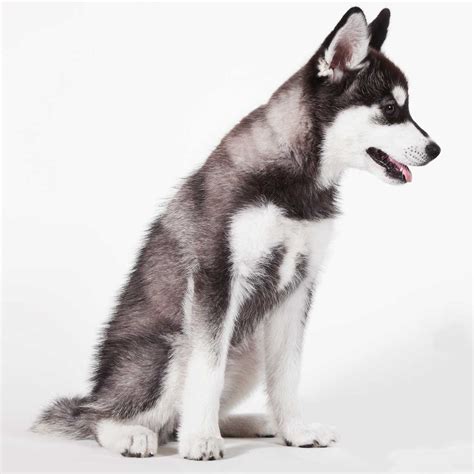 Alaskan Klee Kai Dog Breed » Everything About Alaskan Klee Kais