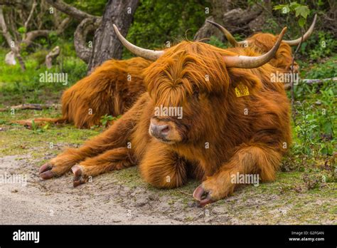 Scottish Highlander Hi Res Stock Photography And Images Alamy