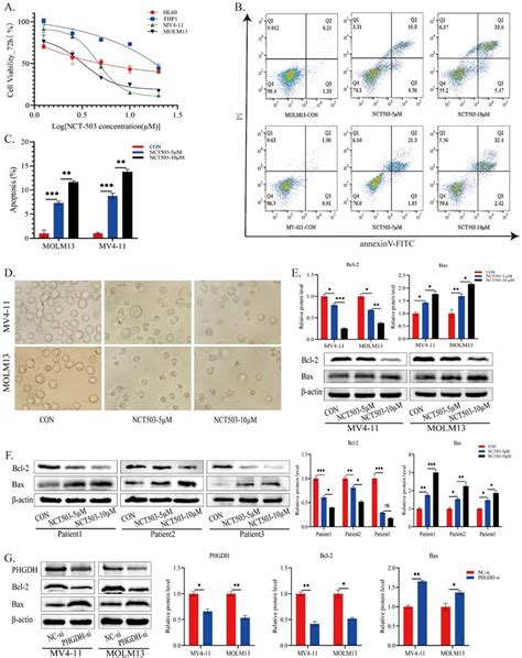 Phgdh Is Key To A Prognostic Multigene Signature And A Potential