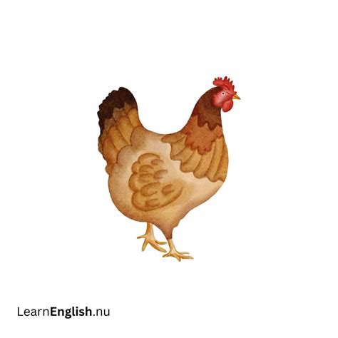 Farm animals vocabulary in English - learn english