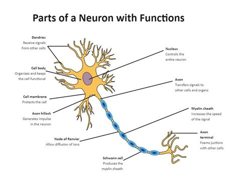 Labeled Neuron Diagram | Neuron diagram, Neurons, Biology diagrams