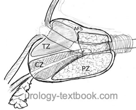 Prostate Gland: Anatomy, Histology and Function