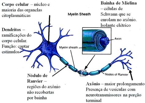 Tecido Nervoso Imagens