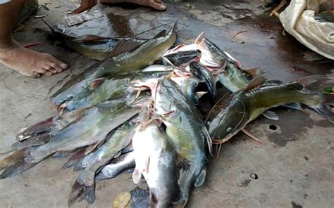 Kasus Ikan Mati Massal Di Kali Brantas Hakim Klhk Pupr Dan Gubernur