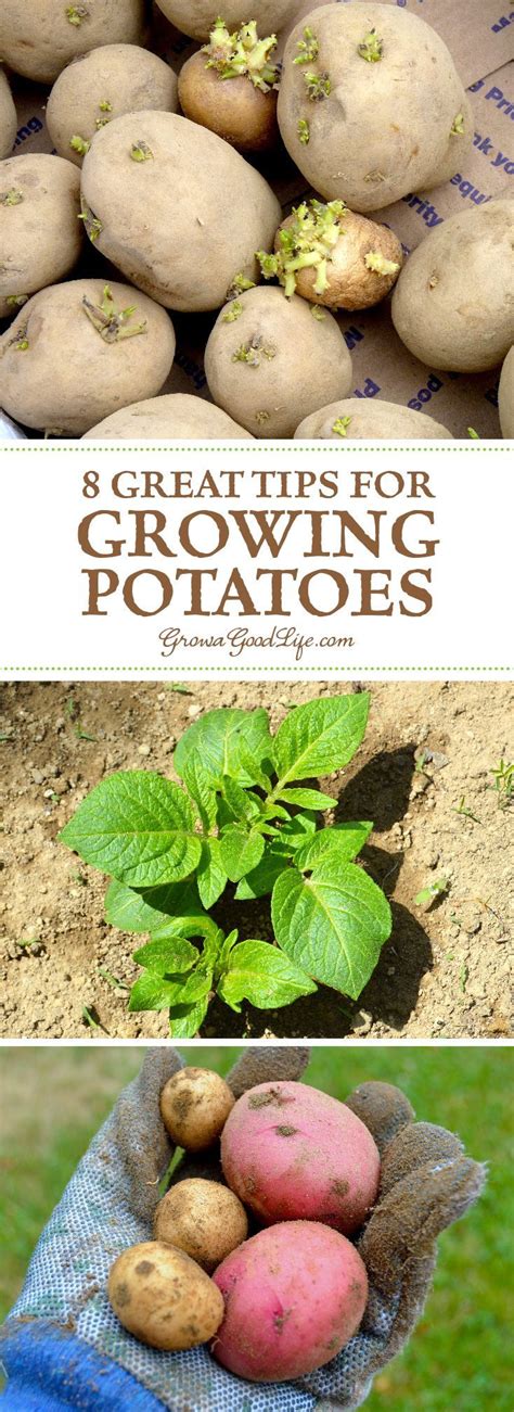 8 Great Tips For Growing Potatoes Home Vegetable Garden Organic Vegetables Growing Vegetables