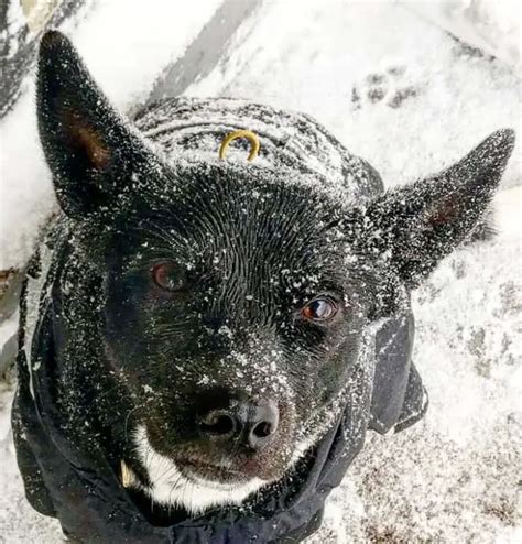 Which Terrier Lab Mix Is The Best Cross Ever Find Out