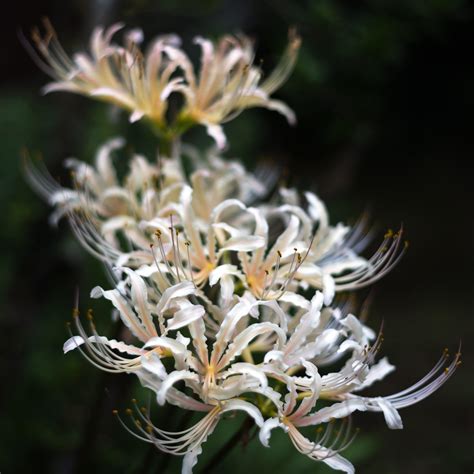 White Spider Lily Plants For Sale Lycoris White Albiflora Easy To Grow Bulbs