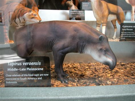 Florida Prehistoric Tapir Bruce Aleksander Flickr