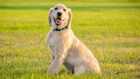 El Mejor Truco Casero Para Quitar Las Garrapatas Del Perro