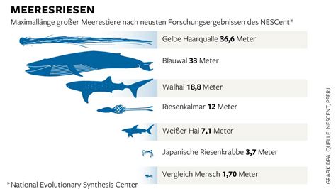 Größenangaben Viele Meeresgiganten sind kleiner als gedacht WELT