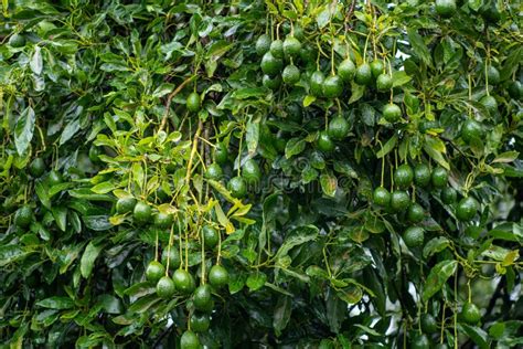 Closeup Shot Of Raw Avocados Hanging On A Tree Branch Persea Americana