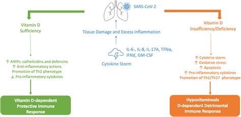 Frontiers Vitamin D A Potential Mitigation Tool For The Endemic