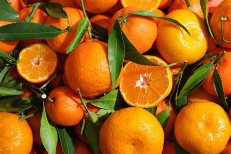 Mexican Citrus 2022 2023 Crop Overview And Orange Juice Outlook Bmt